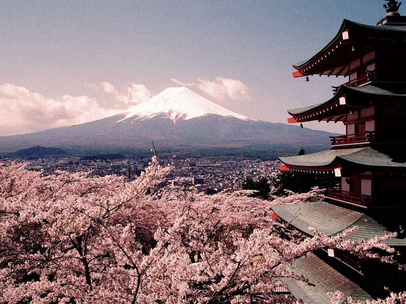 Cherry blossoms and Mount Fuji