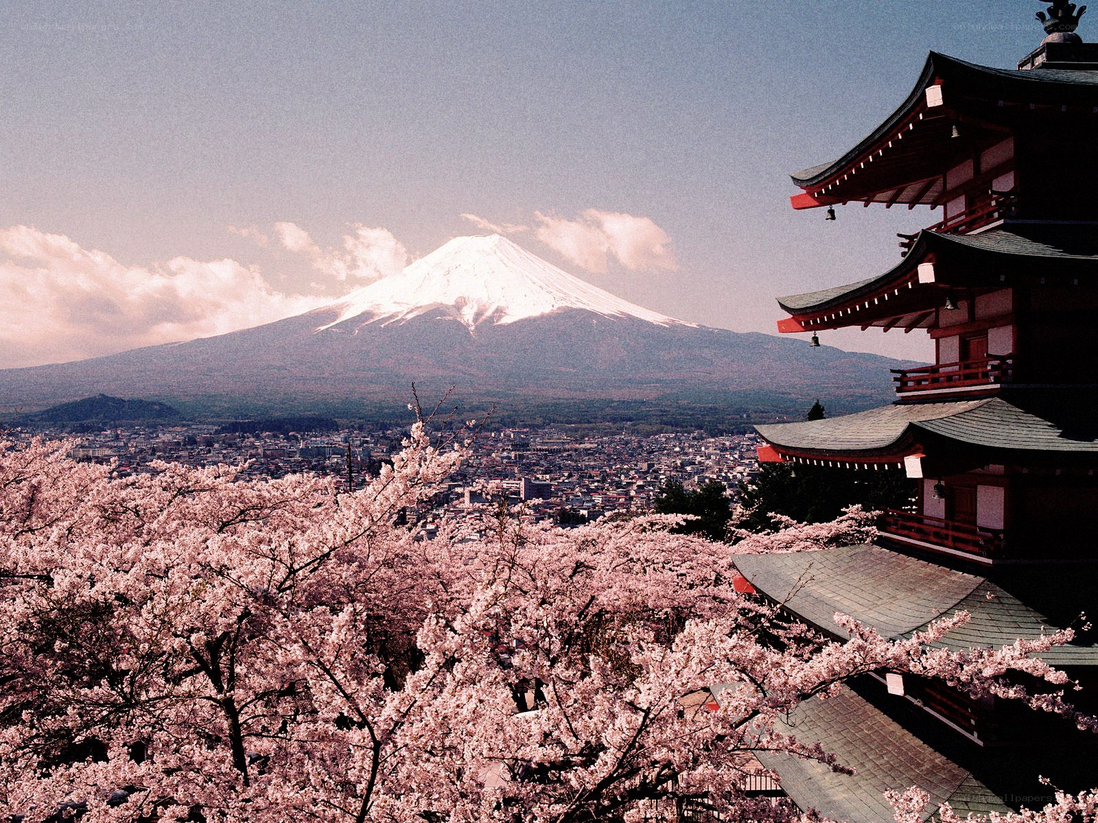 Cherry blossoms and Mount Fuji