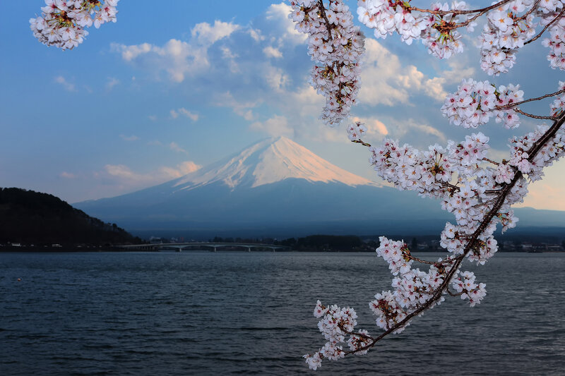 Cherry Blossoms and Mount Fuji — Blue, Serene, Spring, Photograph