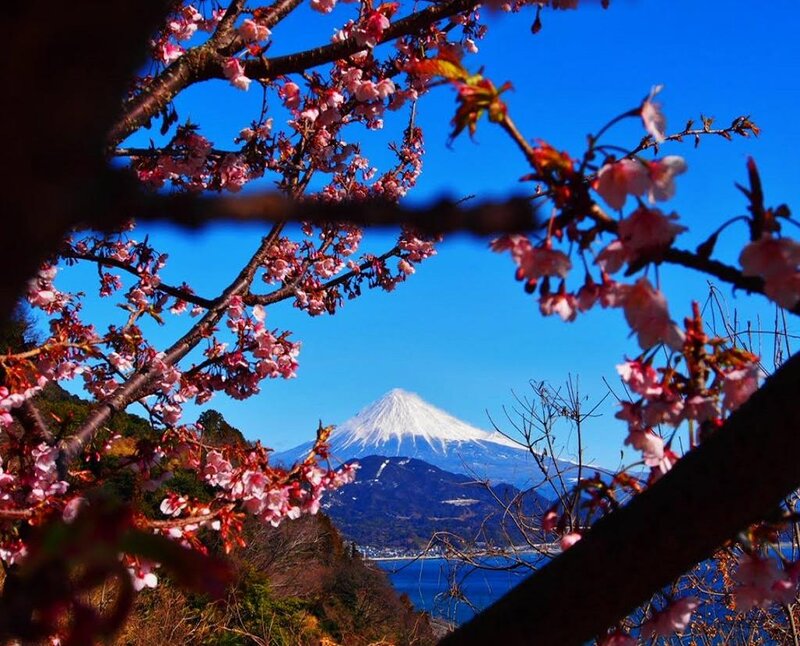 Cherry Blossoms and Mount Fuji — Blue, Serene, Spring