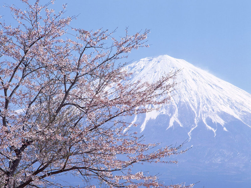 Cherry Blossoms and Mount Fuji — Blue, Serene