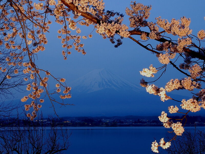 Cherry Blossoms and Mount Fuji — Blue