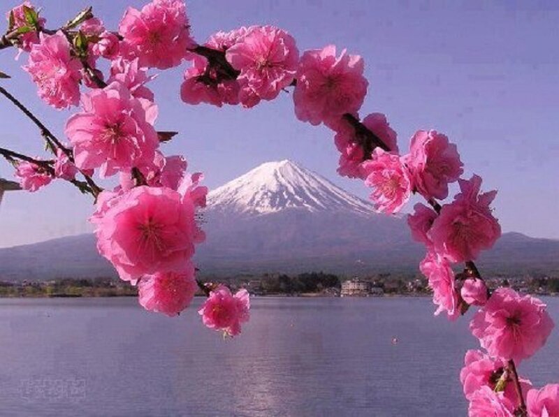 Cherry Blossoms and Mount Fuji — Pink, Serene