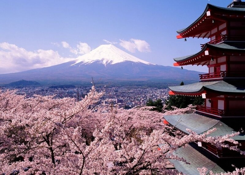 Cherry Blossoms and Mount Fuji — Pink
