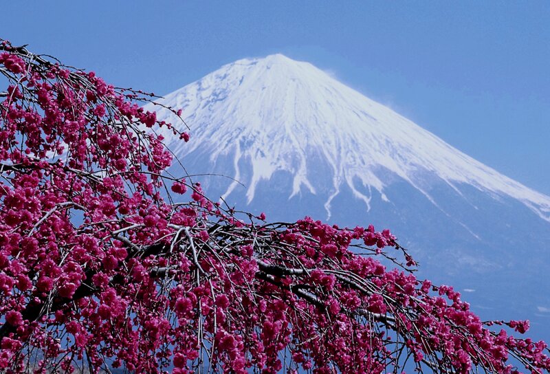 Cherry Blossoms and Mountain — Pink