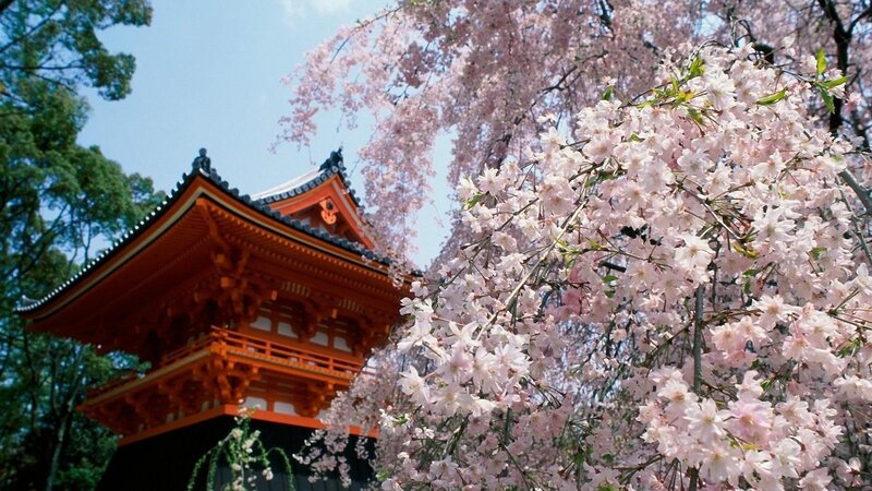 Cherry Blossoms and Pagoda — Pink, Serene, Spring, Photograph