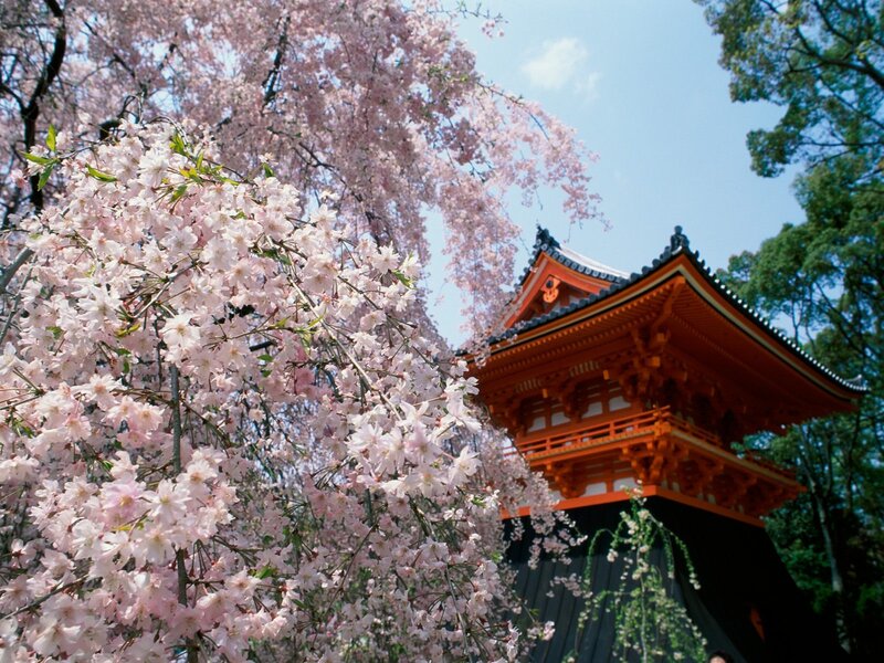 Cherry Blossoms and Pagoda — Pink, Serene, Spring