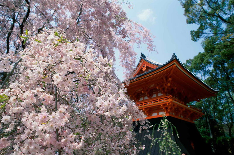 Cherry Blossoms and Pagoda — Pink, Serene