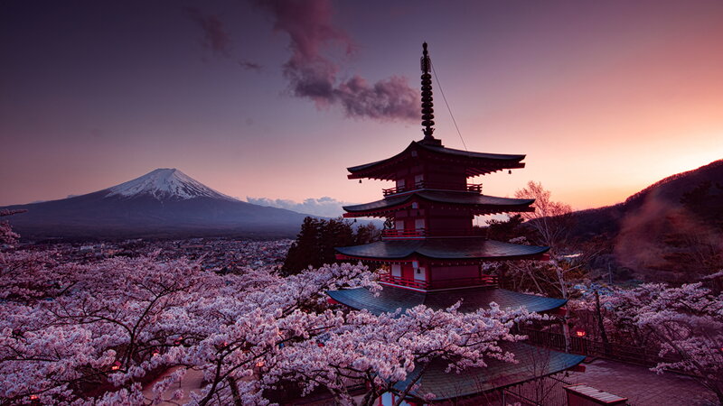Cherry Blossoms and Pagoda — Purple