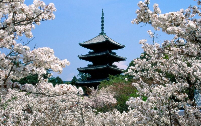 Cherry Blossoms and Pagoda — White, Serene, Spring