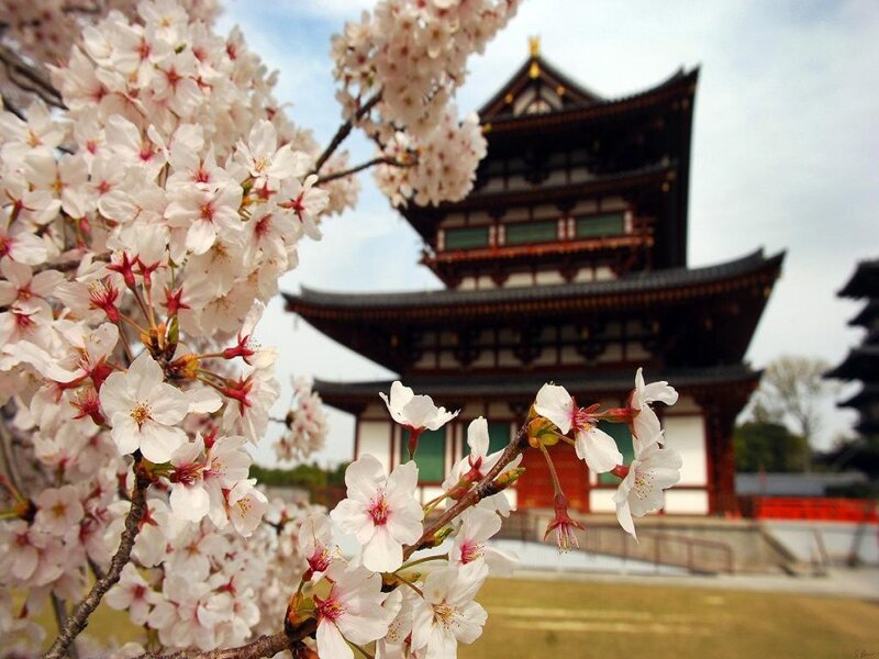 Cherry Blossoms and Pagoda — White, Serene