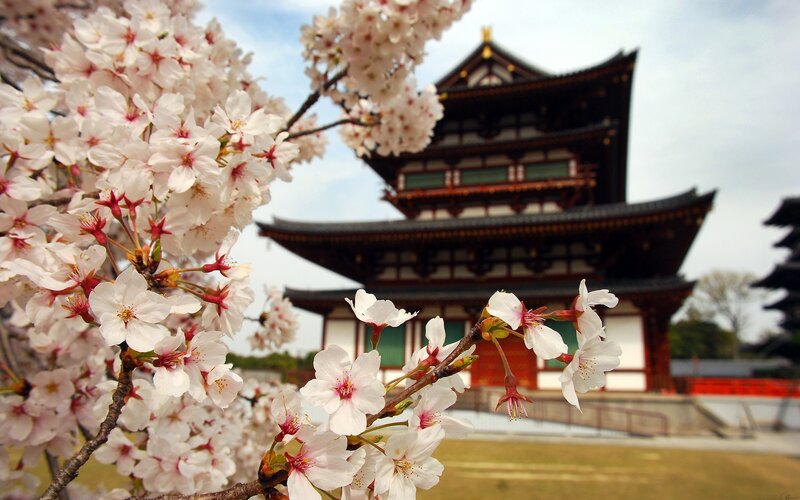 Cherry Blossoms and Pagoda — White