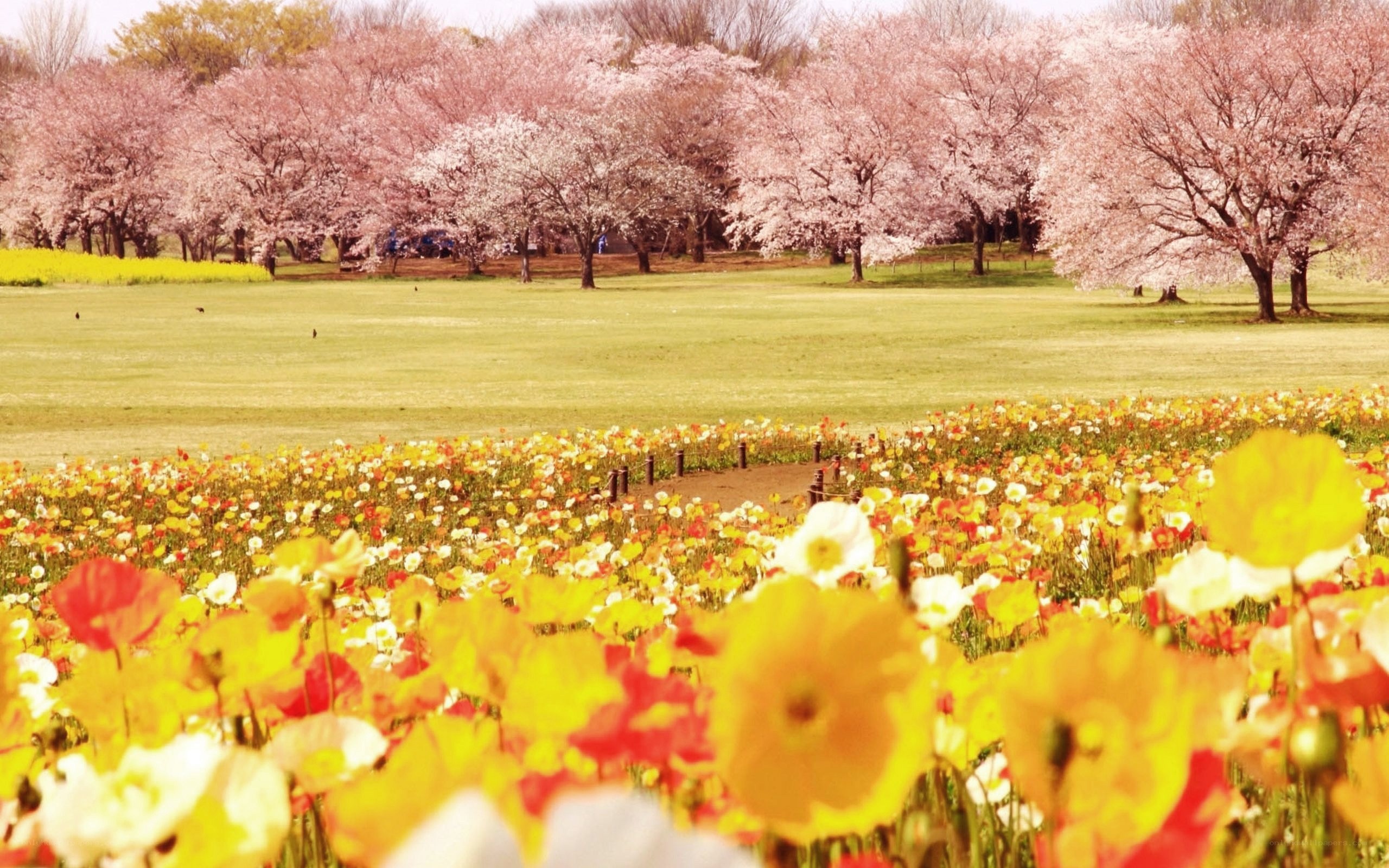 Cherry blossoms and poppies in spring