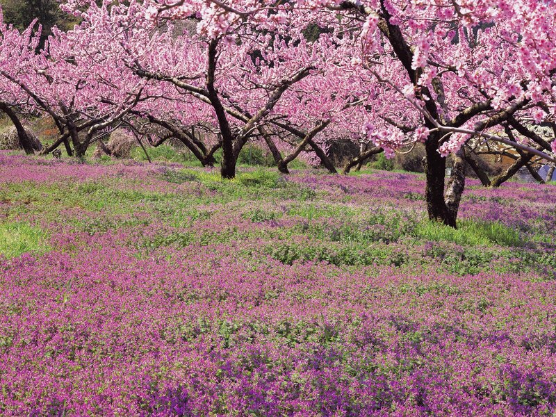 Cherry blossoms and purple flowers