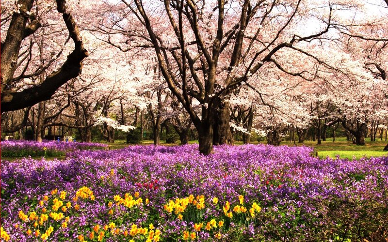 Cherry blossoms and purple flowers