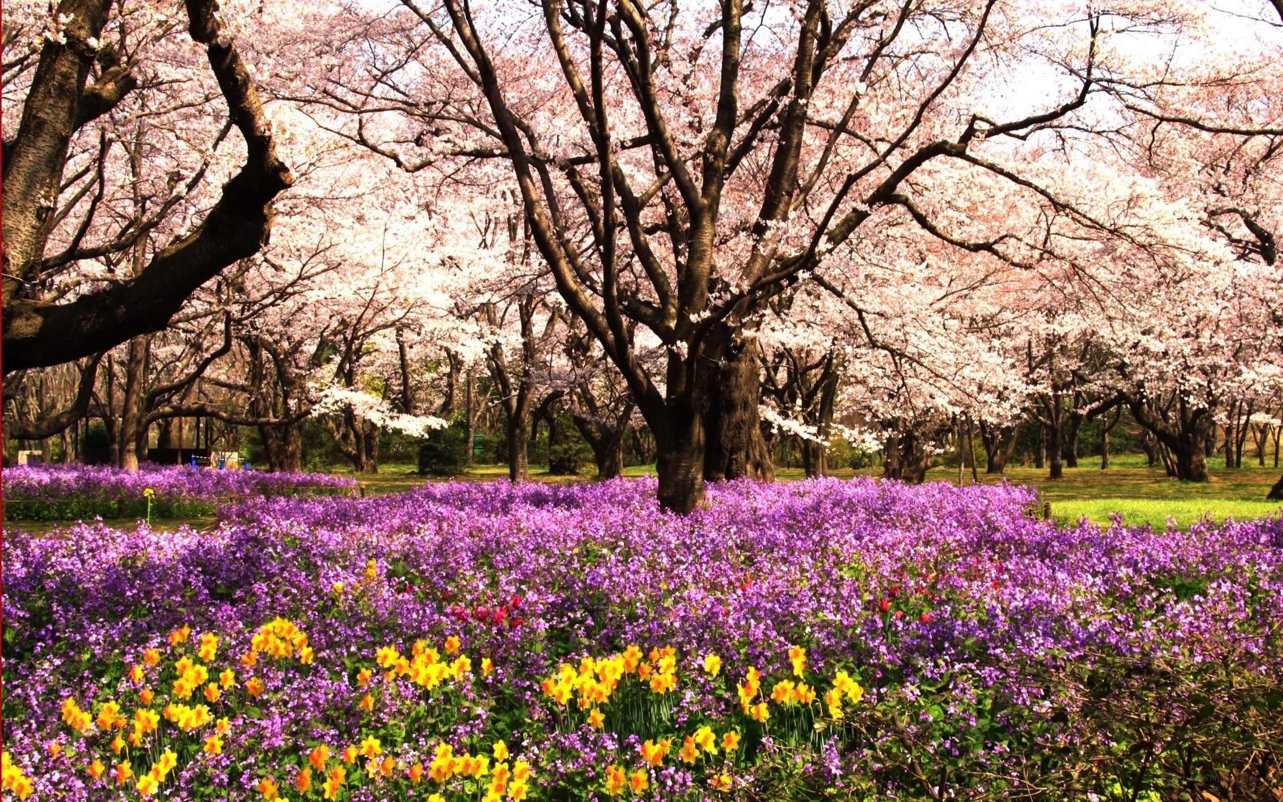 Cherry blossoms and purple flowers