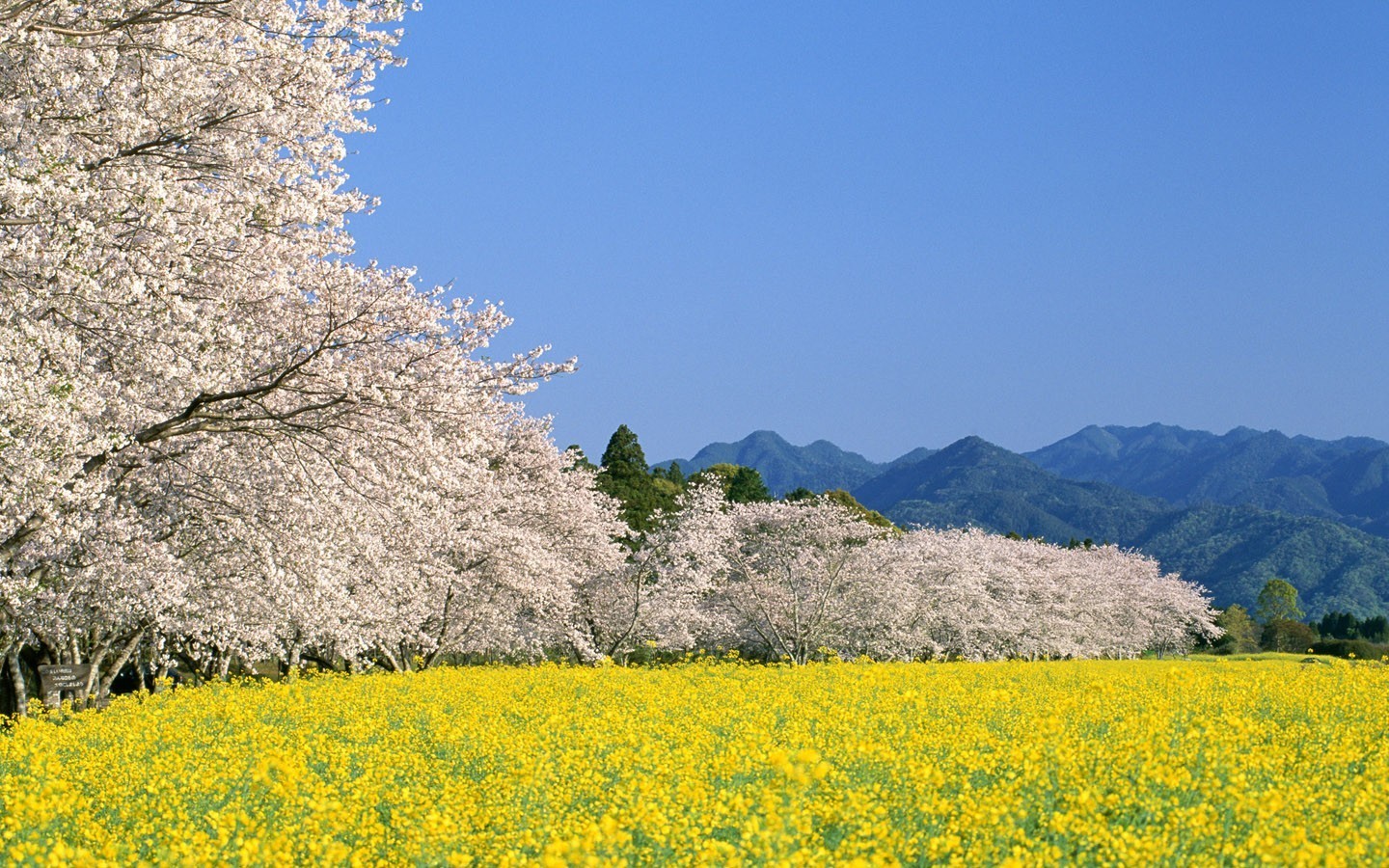 Cherry blossoms and rapeseed field