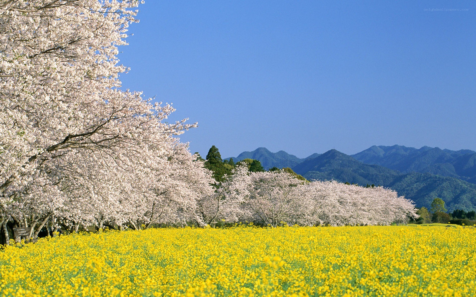 Cherry blossoms and rapeseed field