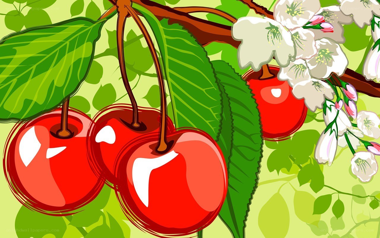 Cherry blossoms and ripe cherries