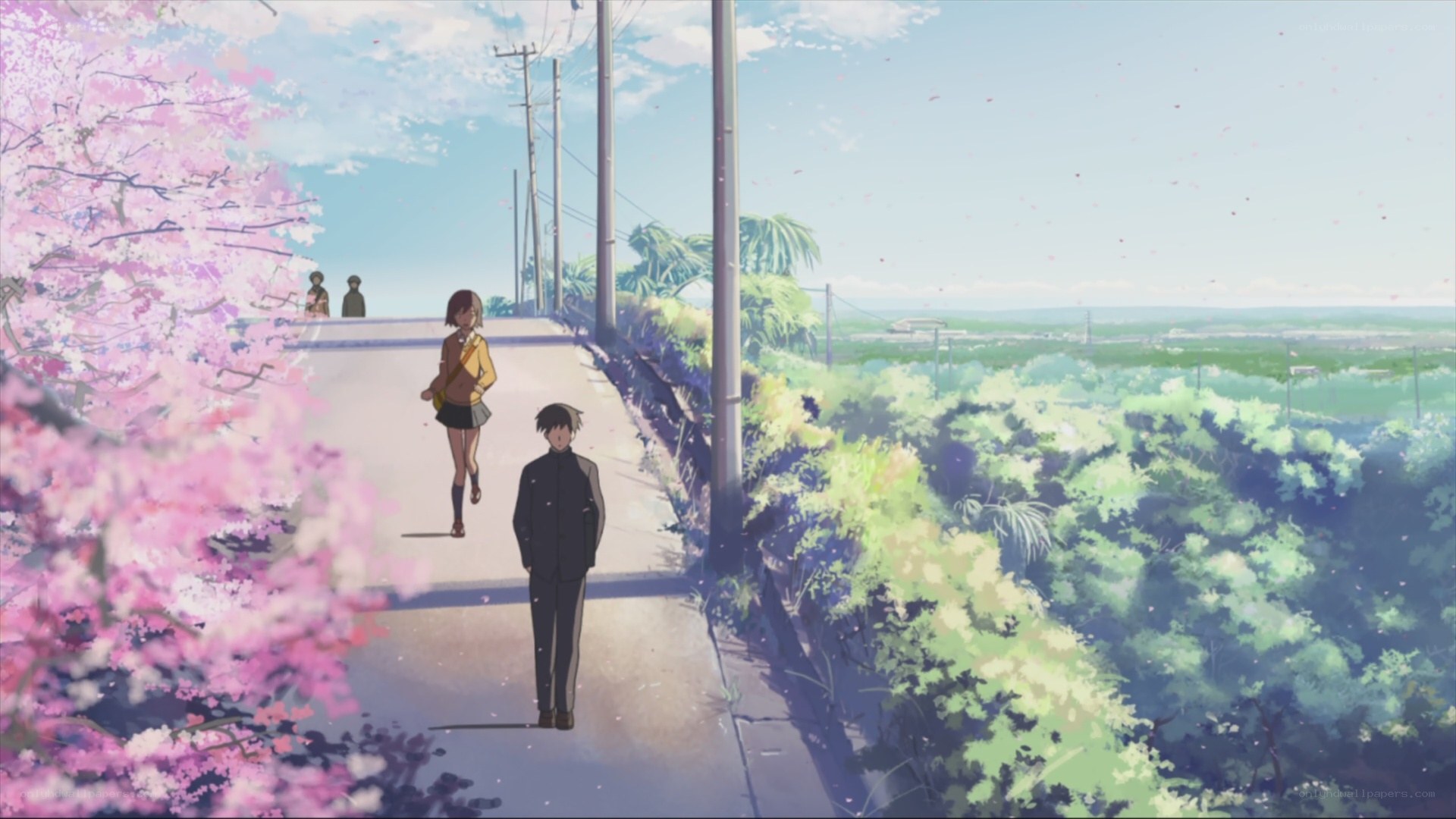 Cherry blossoms and school path