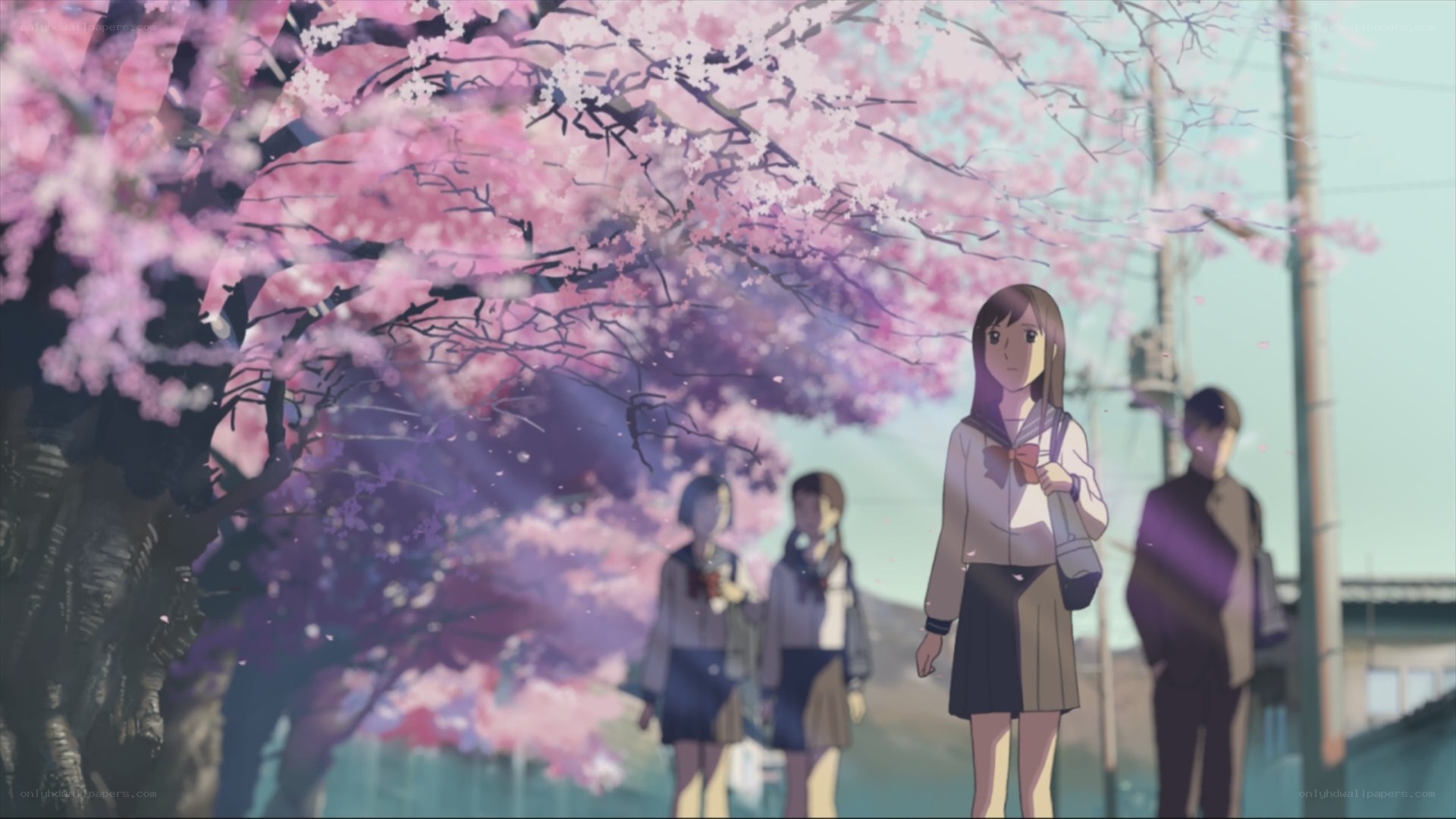 Cherry blossoms and schoolgirls
