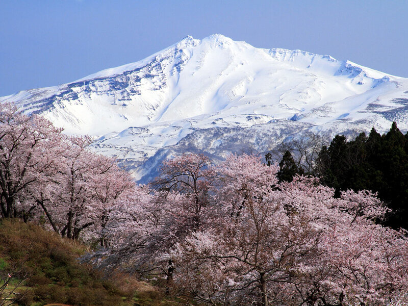 Cherry Blossoms and Snow-capped Mountain