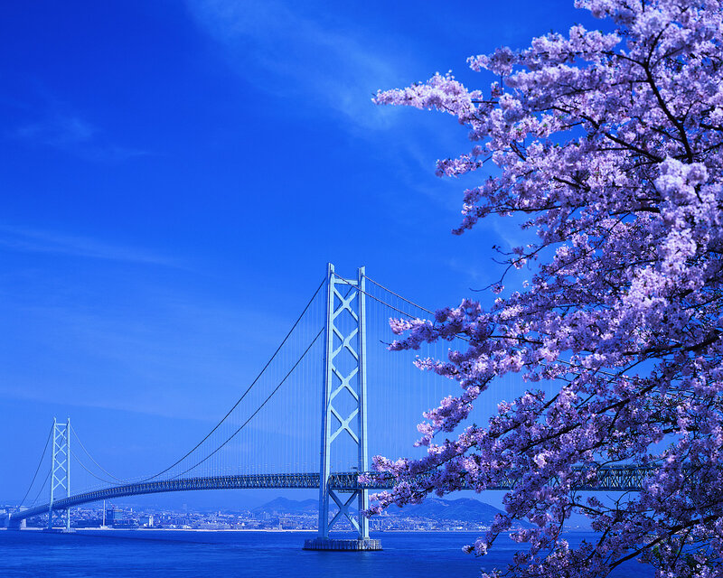 Cherry blossoms and suspension bridge