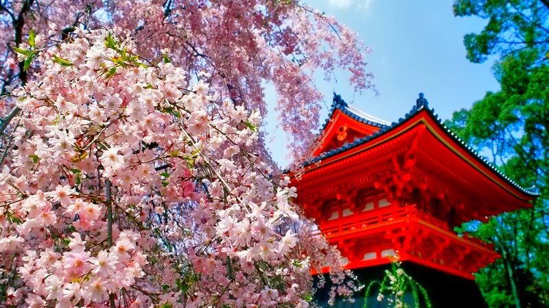 Cherry Blossoms and Temple — Pink, Serene