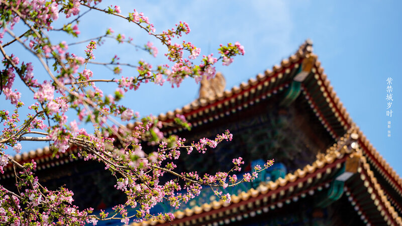 Cherry Blossoms and Temple Roof