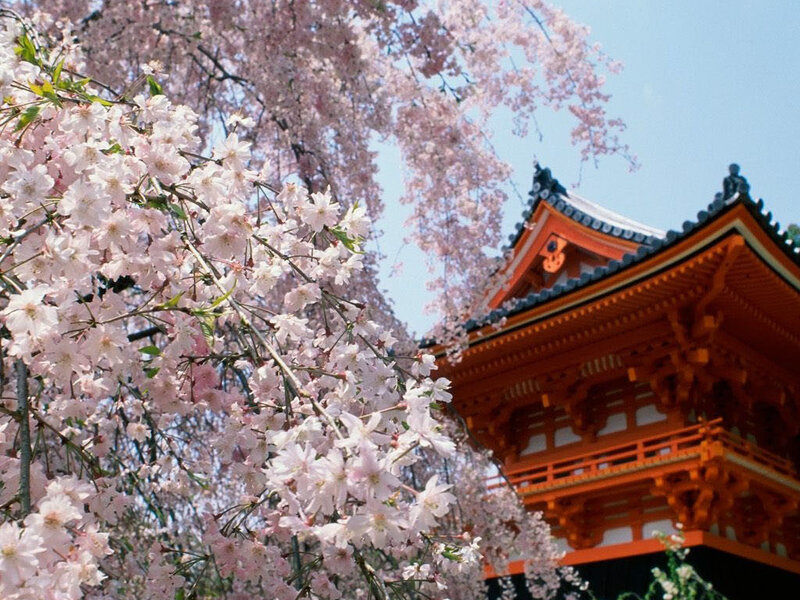 Cherry Blossoms and Temple