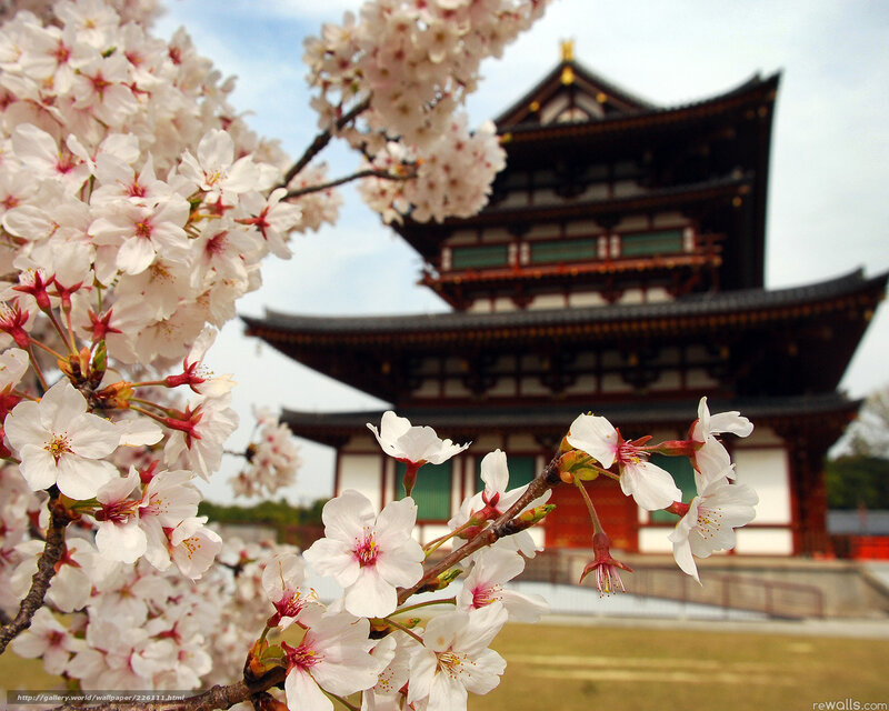 Cherry Blossoms and Temple — White, Serene, Spring, Photograph, Sky