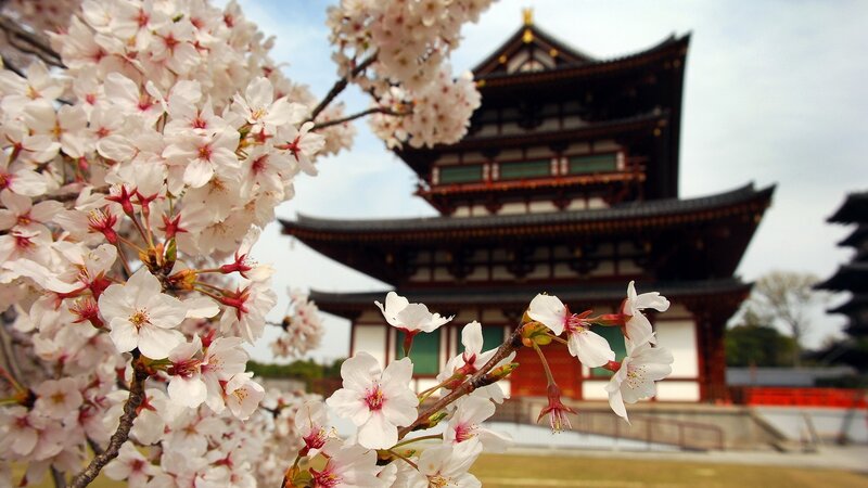 Cherry Blossoms and Temple — White, Serene, Spring