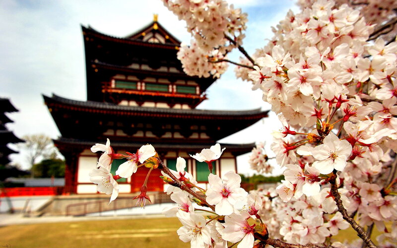 Cherry Blossoms and Temple — White, Serene