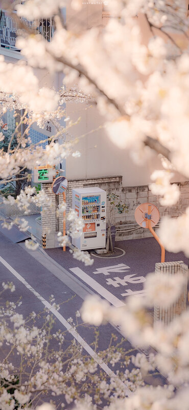 Cherry Blossoms and Vending Machine