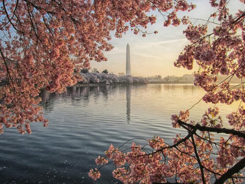 Cherry Blossoms and Washington Monument