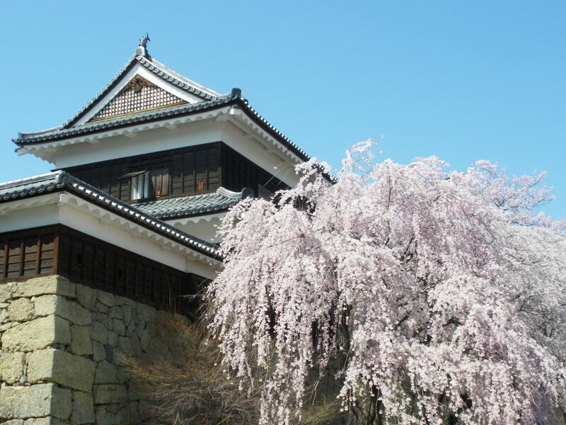 Cherry blossoms at a Japanese castle