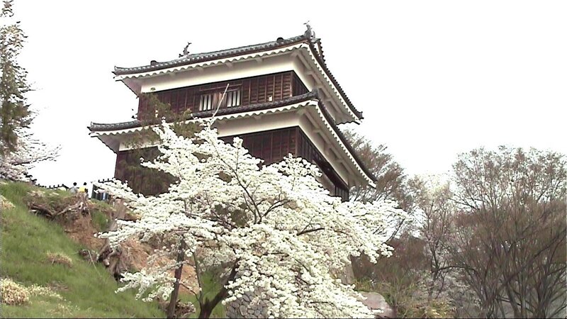 cherry blossoms at a Japanese castle