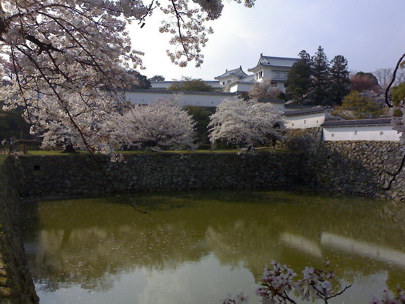 Cherry blossoms at a Japanese castle