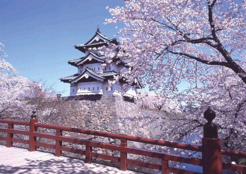 Cherry blossoms at a Japanese castle