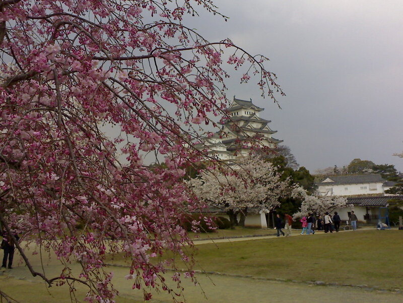 Cherry blossoms at a Japanese castle