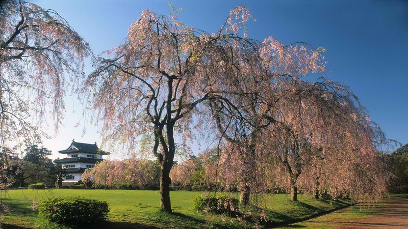 Cherry blossoms at a Japanese castle