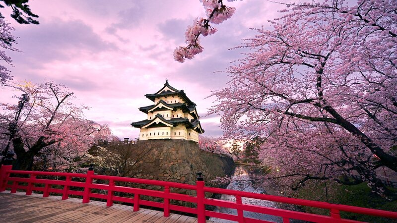 Cherry blossoms at a Japanese castle