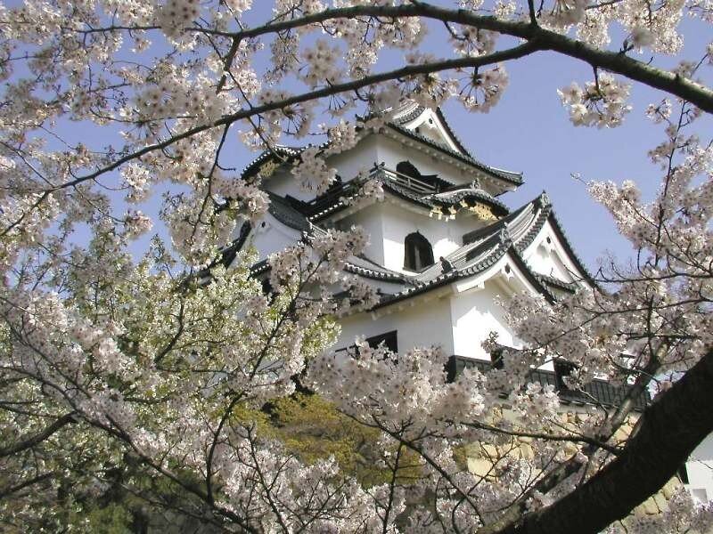 Cherry blossoms at a Japanese castle