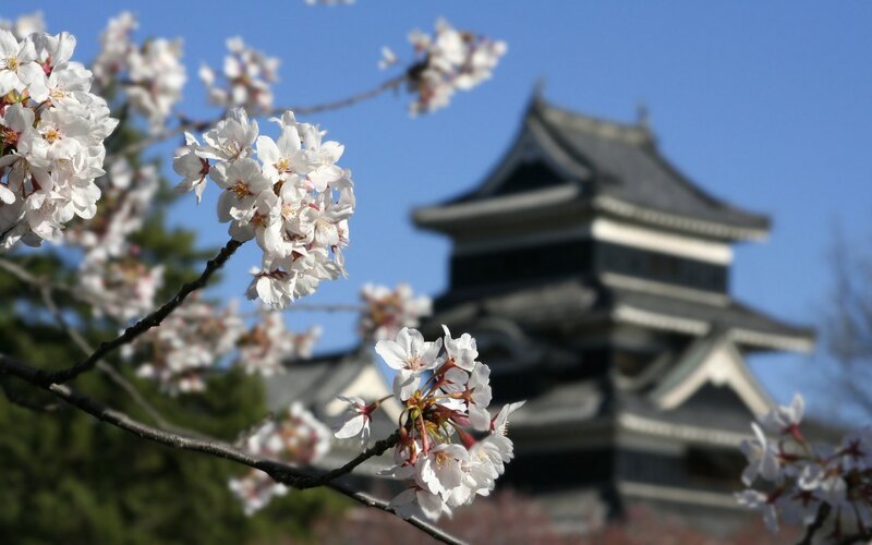 Cherry blossoms at a Japanese castle