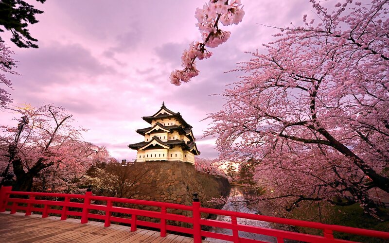 Cherry blossoms at a Japanese castle