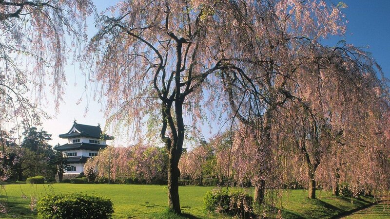 Cherry blossoms at a Japanese castle