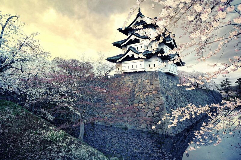 Cherry blossoms at a Japanese castle