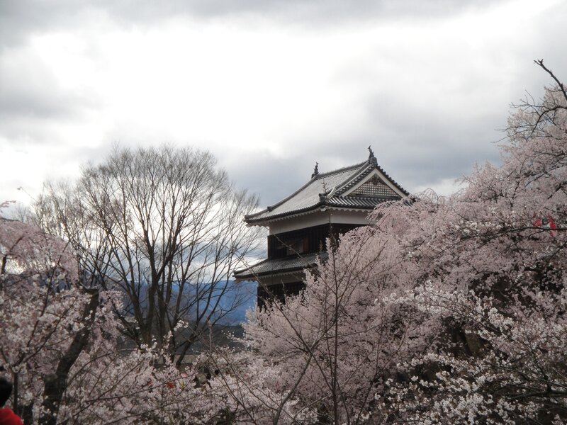 Cherry blossoms at a Japanese castle