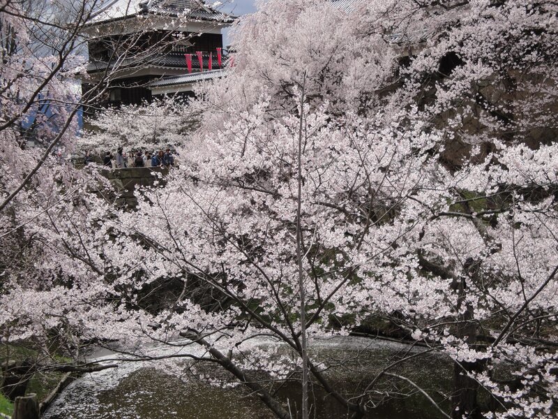 Cherry blossoms at a Japanese castle