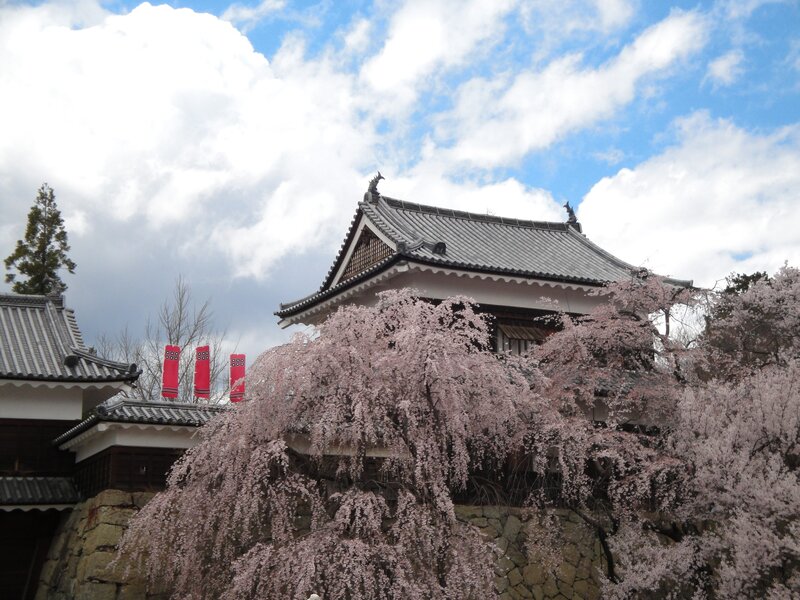 Cherry blossoms at a Japanese castle